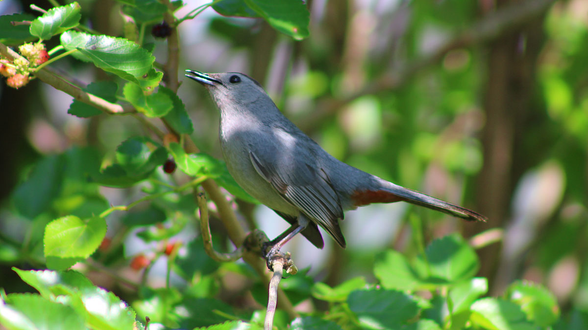 Grey Catbird
