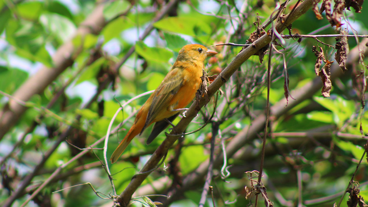 Orange-fronted yellow finch