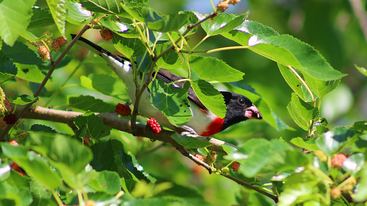 Rose-breasted grosbeak