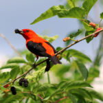 Scarlet Tanager